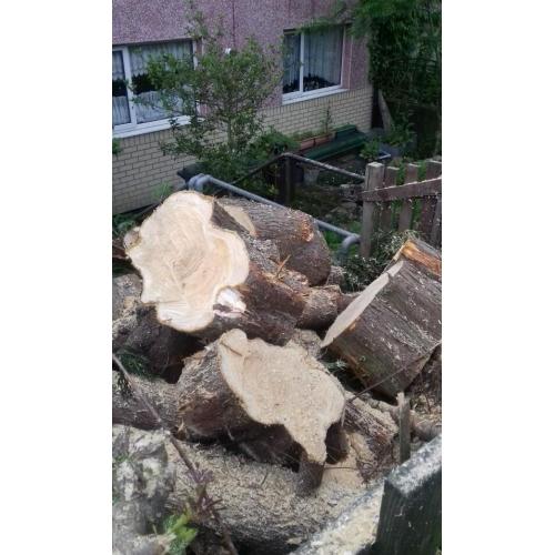 Tree logs/stumps