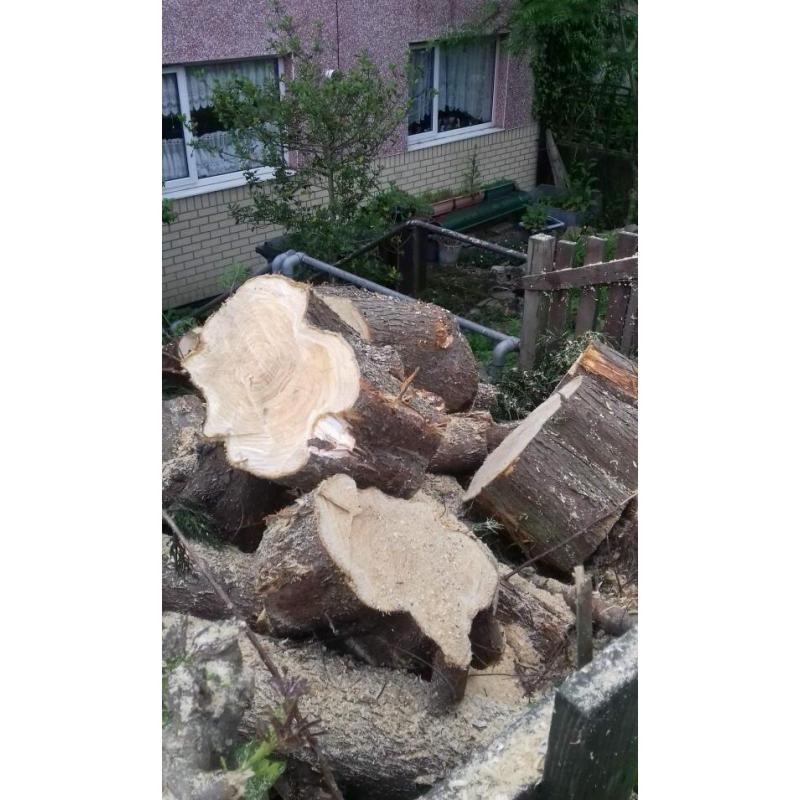 Tree logs/stumps