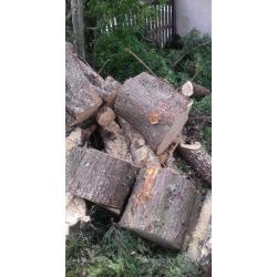 Tree logs/stumps