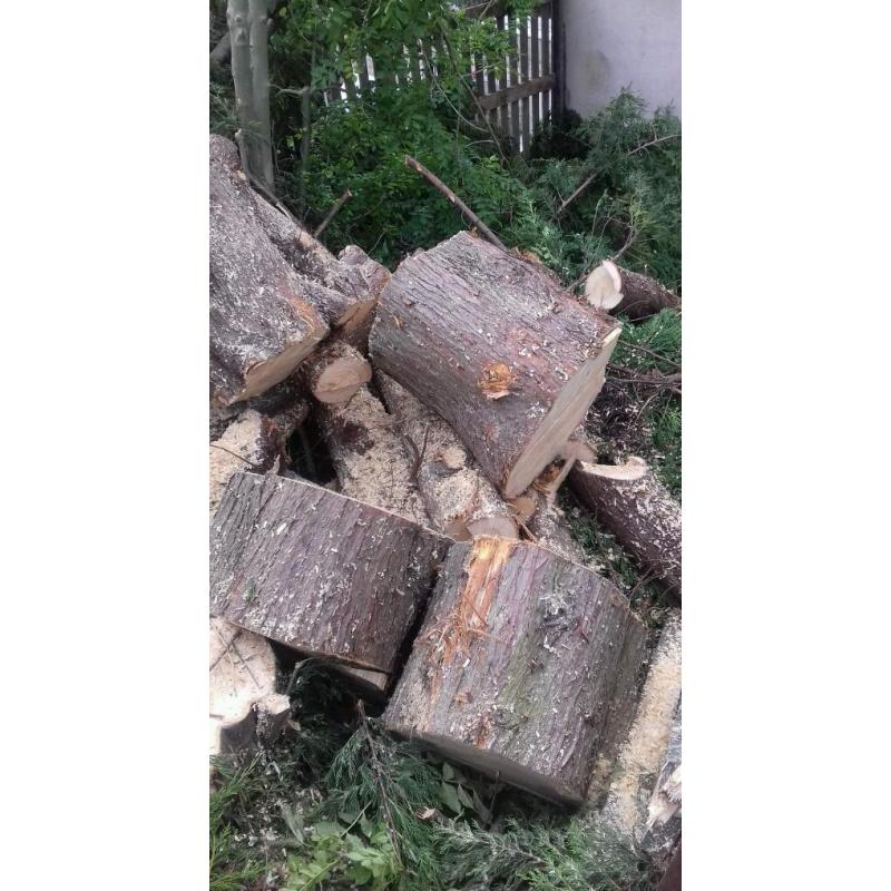 Tree logs/stumps