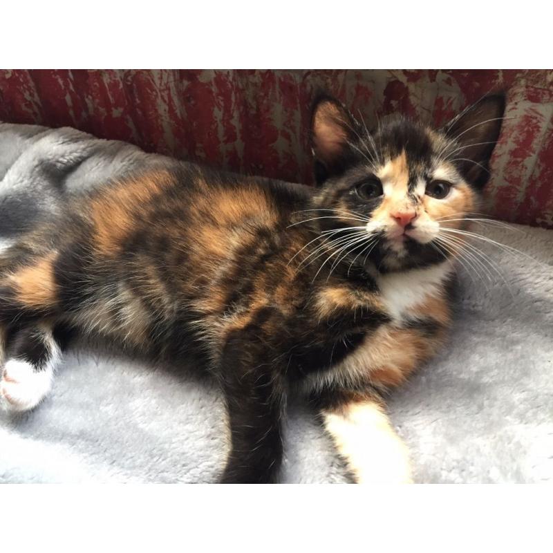 kittens for sale tortoiseshell and black /white 9 weeks old family friendly