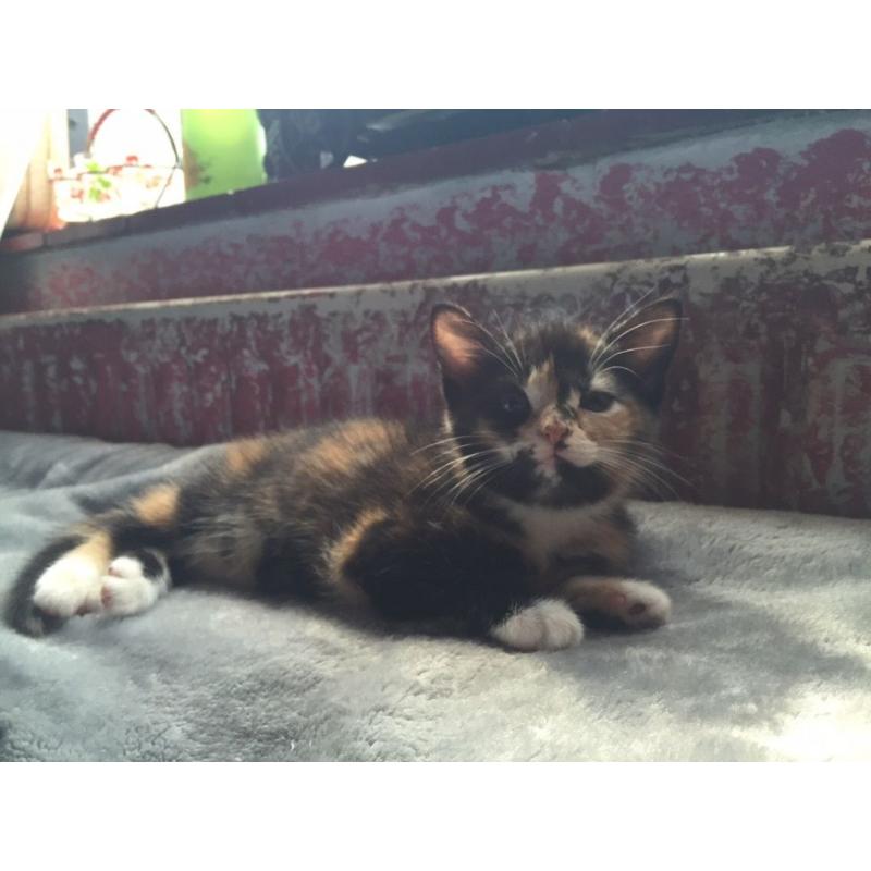 kittens for sale tortoiseshell and black /white 9 weeks old family friendly