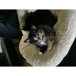kittens for sale tortoiseshell and black /white 9 weeks old family friendly