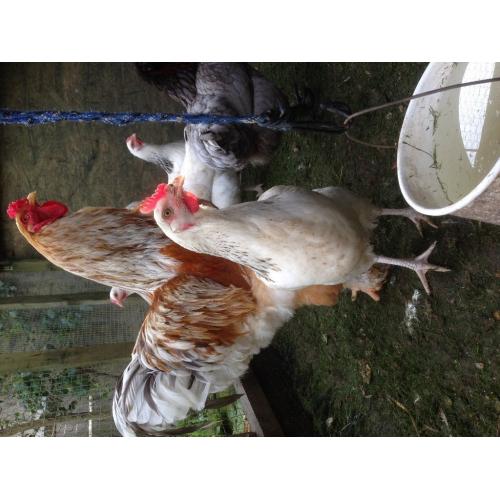 Chicken for sale