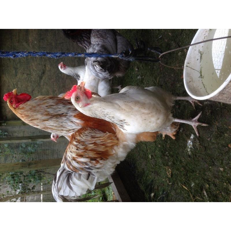Chicken for sale