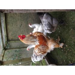 Chicken for sale