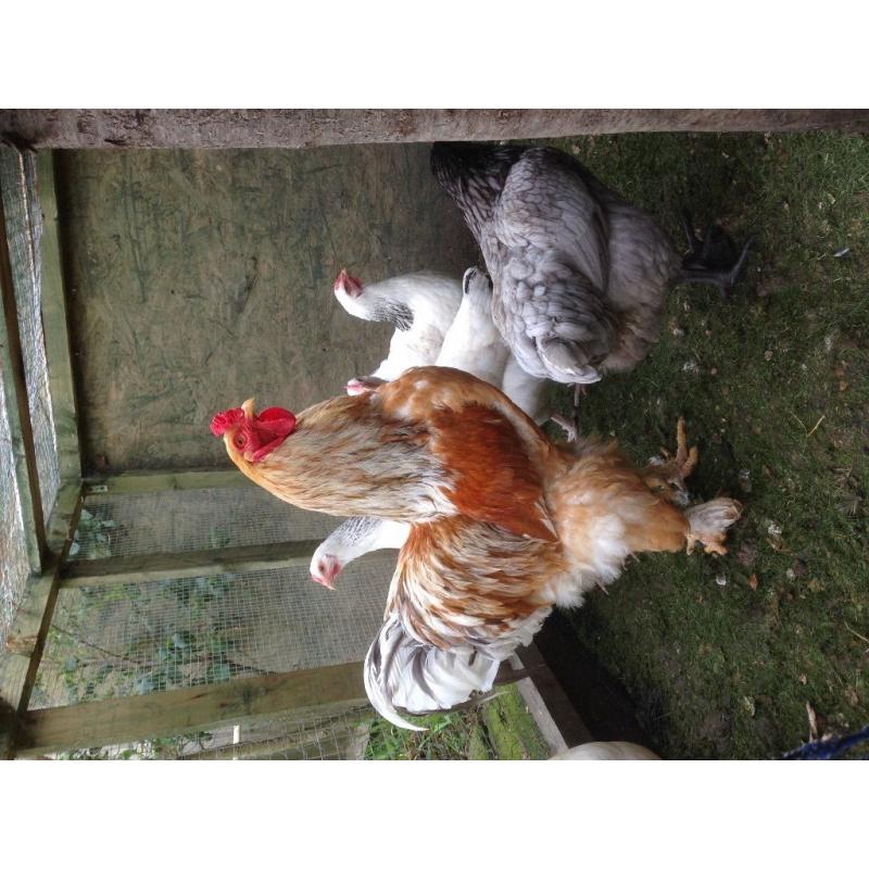 Chicken for sale