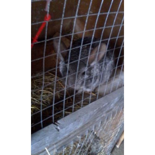 Chinchilla For Sale
