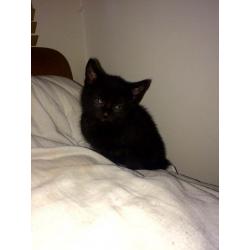 Kittens for sale black