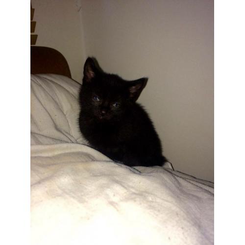 Kittens for sale black