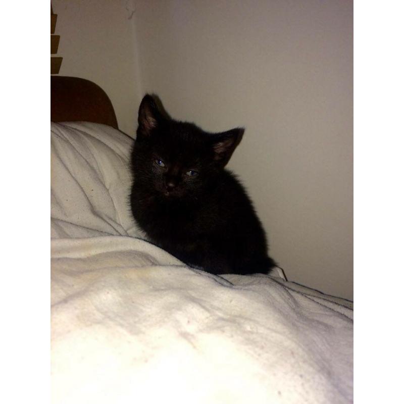 Kittens for sale black