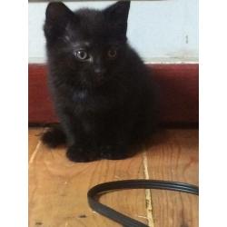 Kittens for sale black