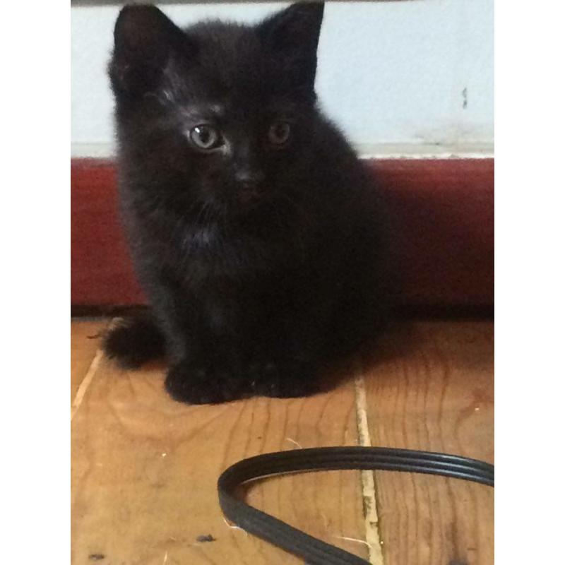 Kittens for sale black