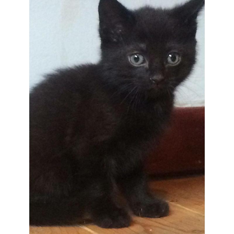 Kittens for sale black