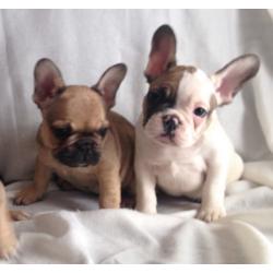 Frenchbulldog puppys