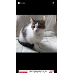 White tabby kitten