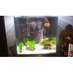 Georgous fish tank