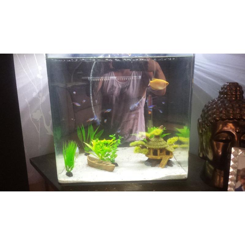 Georgous fish tank