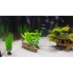 Georgous fish tank