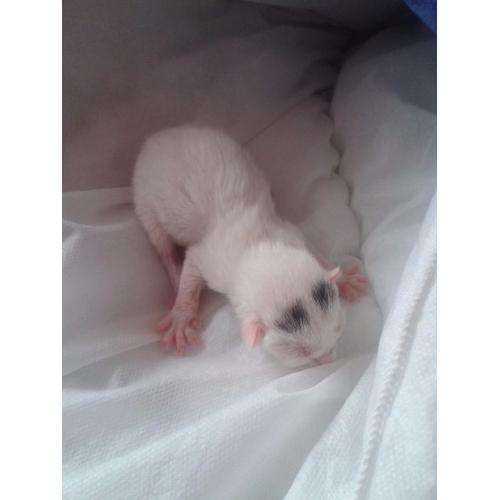 Bengal cross ragdoll kittens