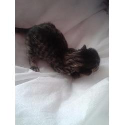 Bengal cross ragdoll kittens