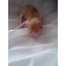 Bengal cross ragdoll kittens