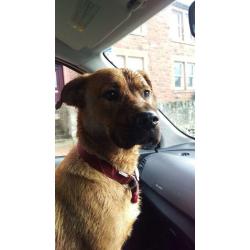 Bullmastaf/Alsatian x 1 year old dog