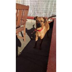 Bullmastaf/Alsatian x 1 year old dog
