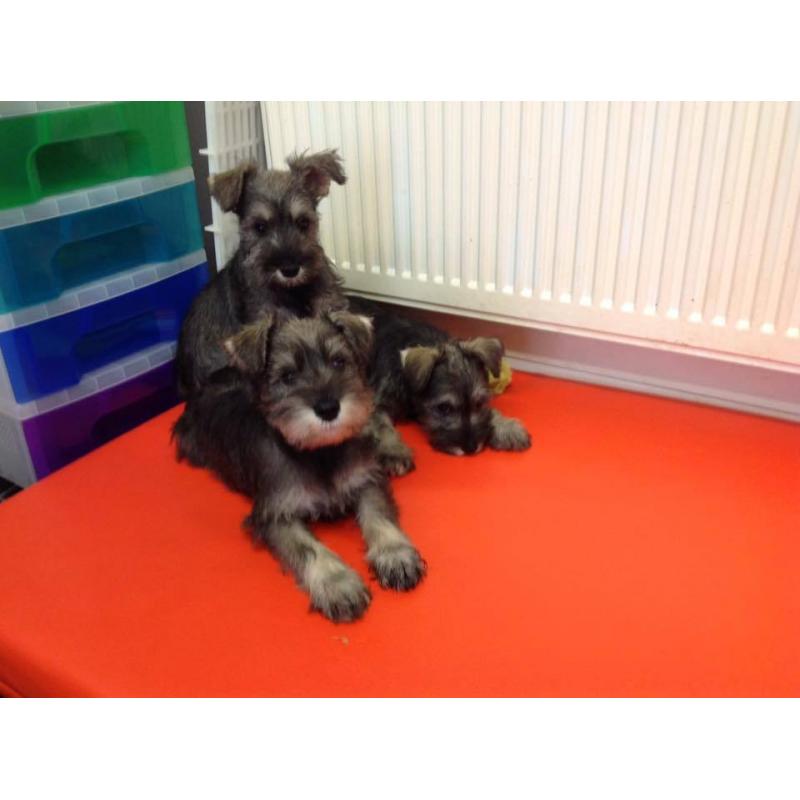 Schnauzer x Terrier Puppies