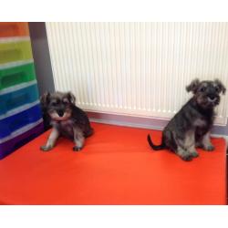 Schnauzer x Terrier Puppies