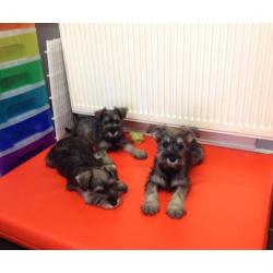 Schnauzer x Terrier Puppies