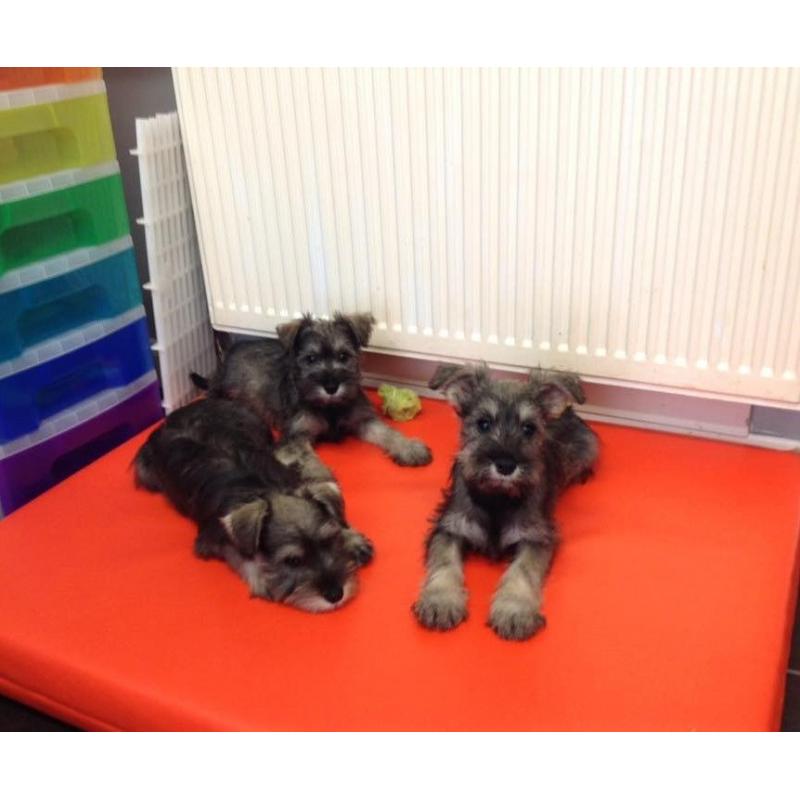 Schnauzer x Terrier Puppies