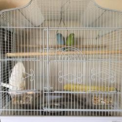 Parrotlets for sale with cages.