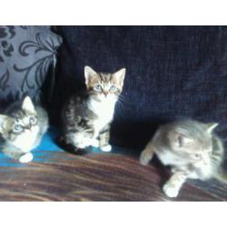 Kittens