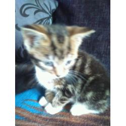 Kittens