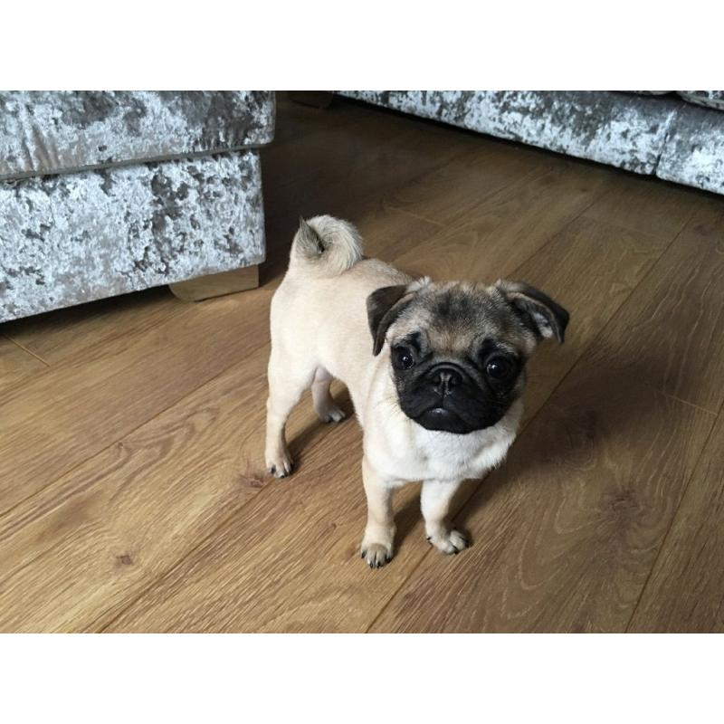 Fawn female 8 month old pug puppy
