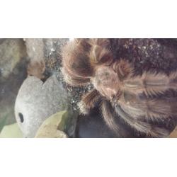 Tarantula with heated & U.V lit vivarium (adult size)