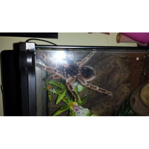 Tarantula with heated & U.V lit vivarium (adult size)
