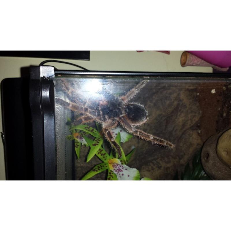 Tarantula with heated & U.V lit vivarium (adult size)