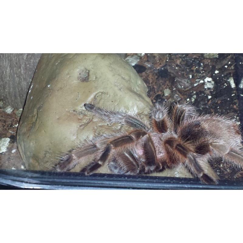 Tarantula with heated & U.V lit vivarium (adult size)