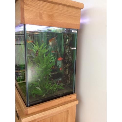 Aquarium On Oak Cabinet 150 cm / 330 L
