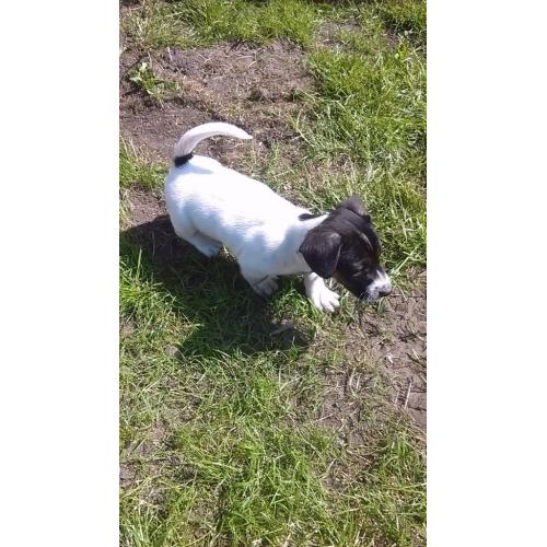 Two Jack Russell puppies - Tri coloured