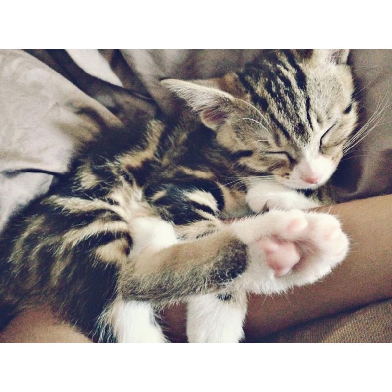 Wonderful 2 years old cat.