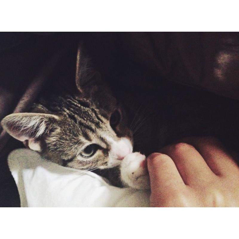 Wonderful 2 years old cat.