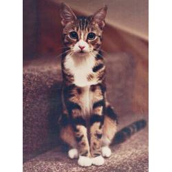 Wonderful 2 years old cat.