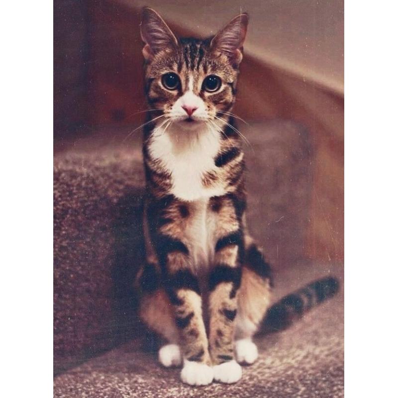 Wonderful 2 years old cat.