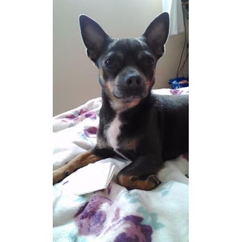 Chiuahua cross jack russel