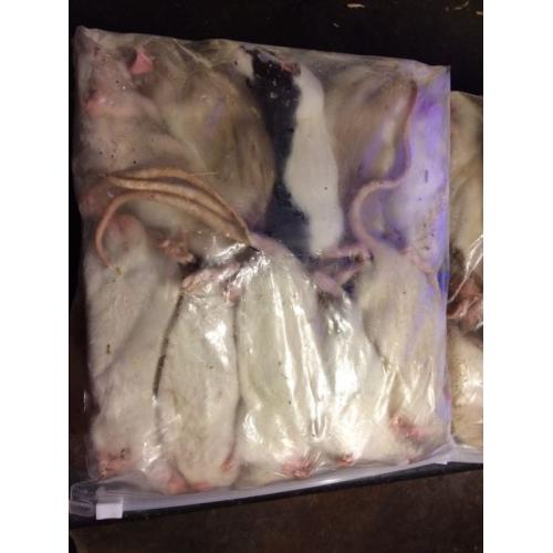 Reptile food frozen small rats
