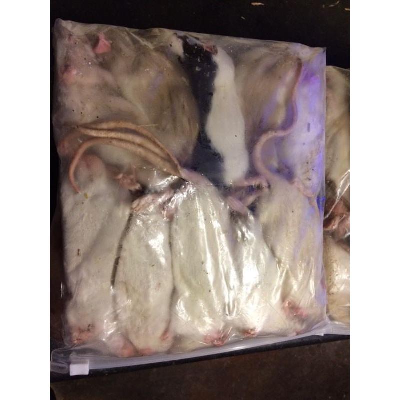 Reptile food frozen small rats