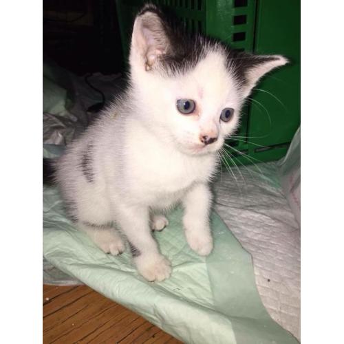 Adorable kittens for sale